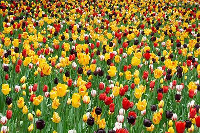 11月国产网络游戏版号公布 《全境封锁：曙光》等过审